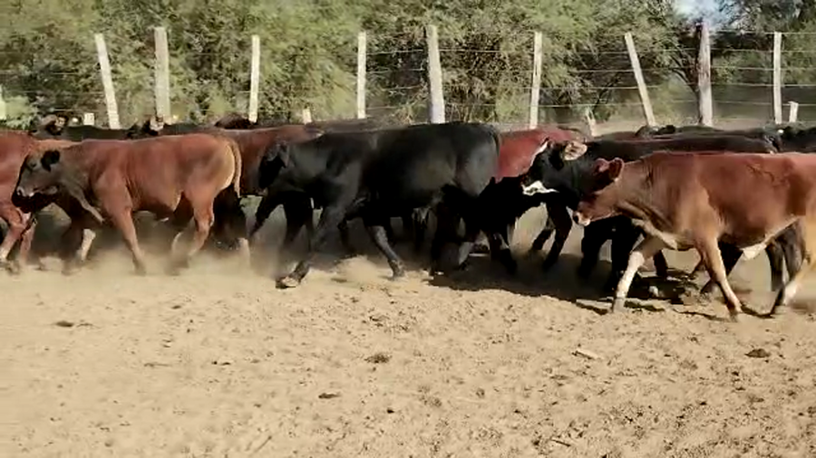 Lote 46 Novillitos en Quimilí, Santiago del Estero