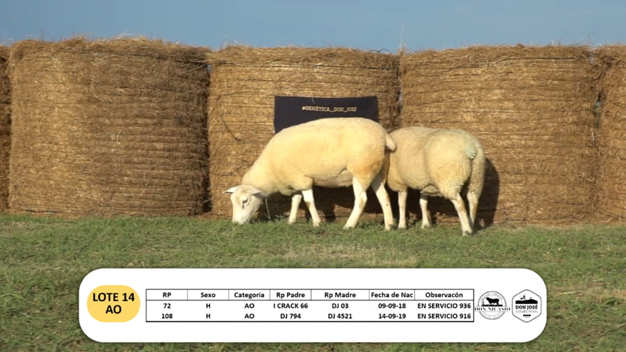 Lote Lote 14 - AO