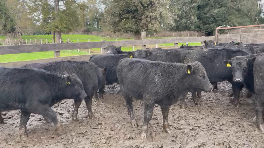 Lote 30 Ternero en La Unión, XIV Región Los Ríos