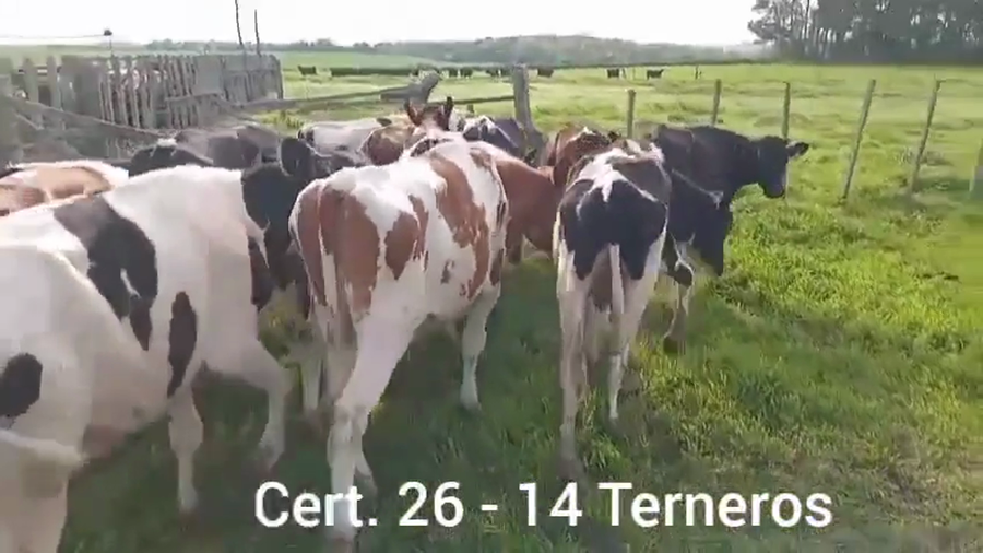 Lote TERNEROS