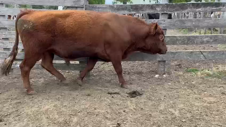 Lote Toros a remate en Pantalla Camy 550kg - , San José