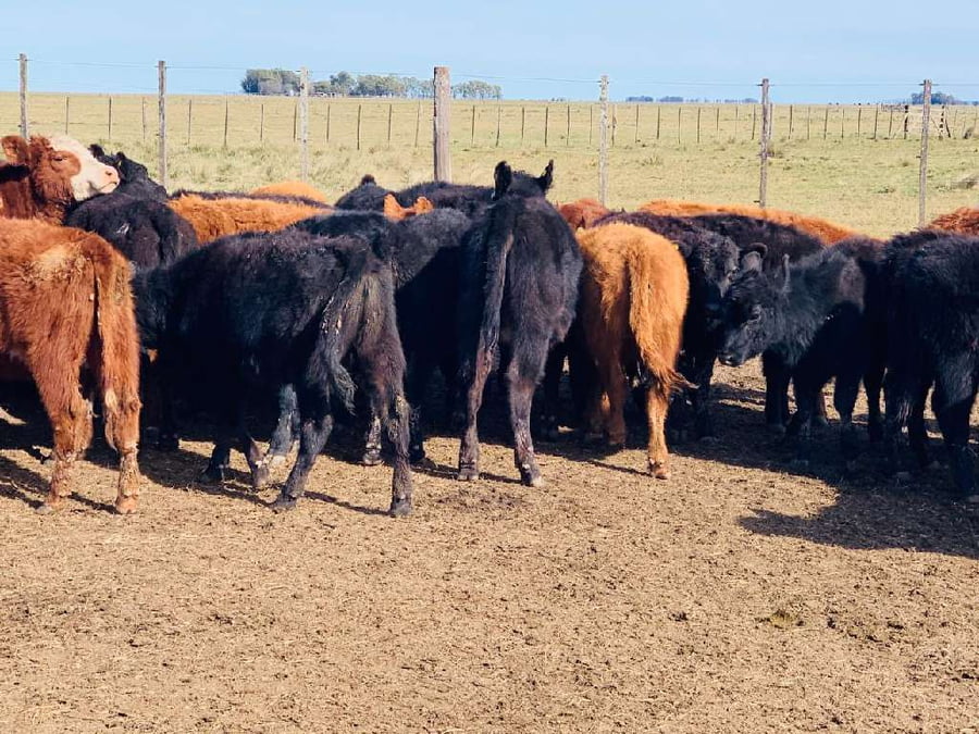 Lote Terneros/as en Laprida, Buenos Aires