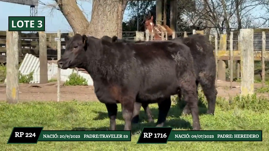 Lote VAQUILLONAS DE PEDIGREE