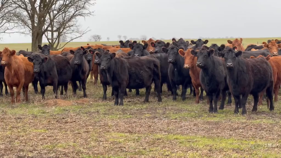 Lote 51 Vacas usadas preñadas