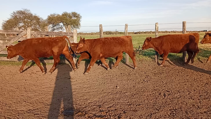 Lote 40 Novillitos en Entre Ríos, Conscripto Bernardi