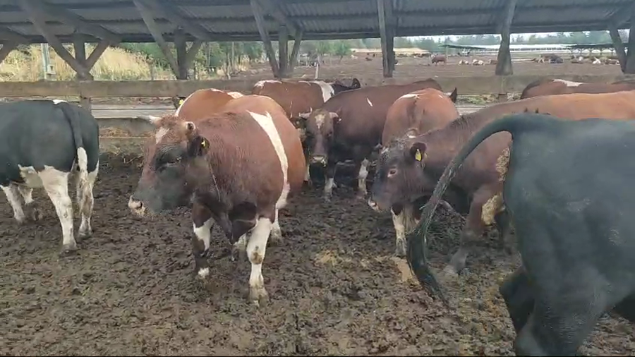 Lote 40 Novillo Gordo en Los Ángeles, VIII Región Biobío