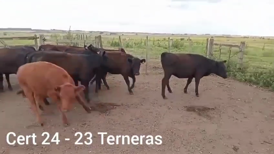Lote TERNERAS