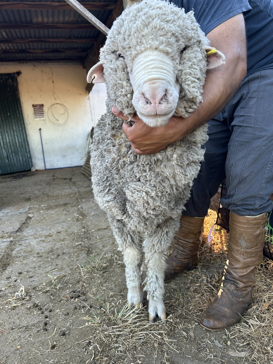 Lote Borrego 4/6D (MO: Si)
