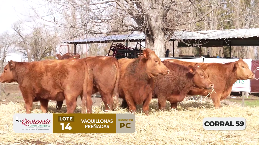 Lote VAQUILLONAS PC PREÑADAS PARICIÓN PRIMAVERA 2026