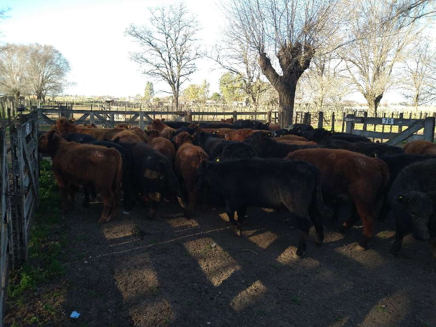 Lote 47 Terneros en Gral. Lamadrid, Buenos Aires