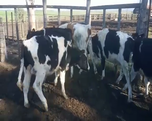 Lote 6 Terneros HOLANDO 180kg - , San José