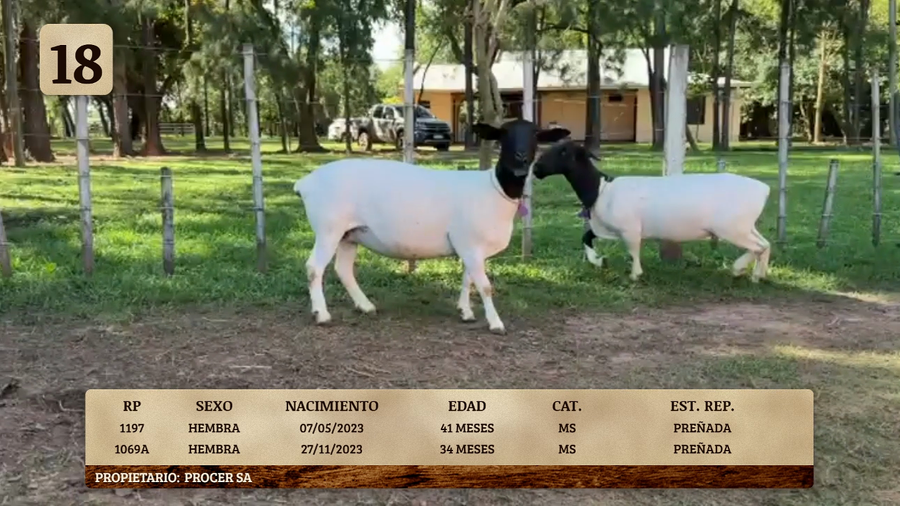 Lote LOTE 18
