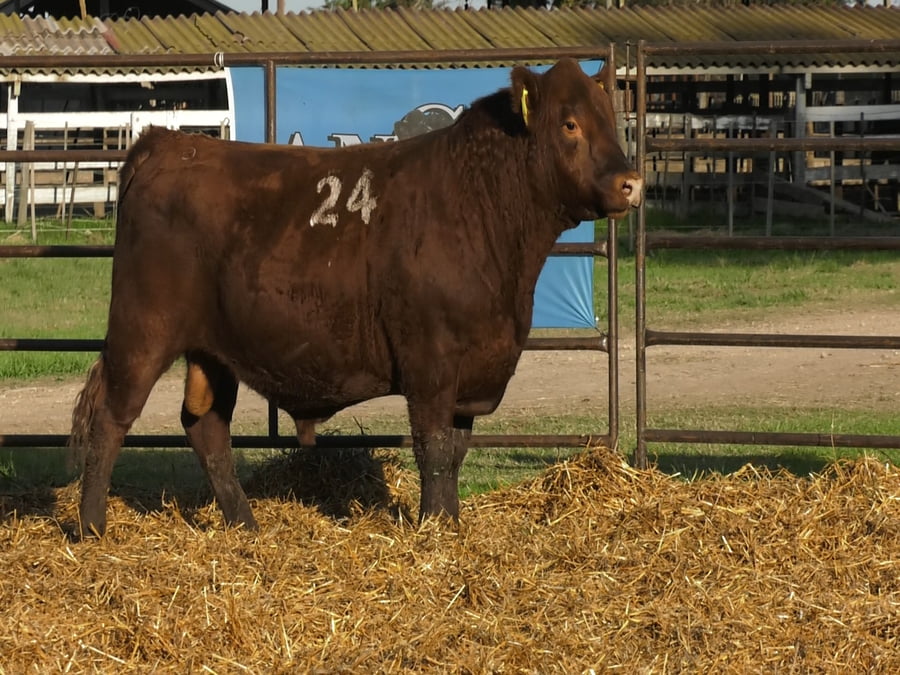 Lote TOROS ANGUS COLORADOS PC