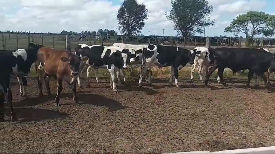 Lote 38 Terneros