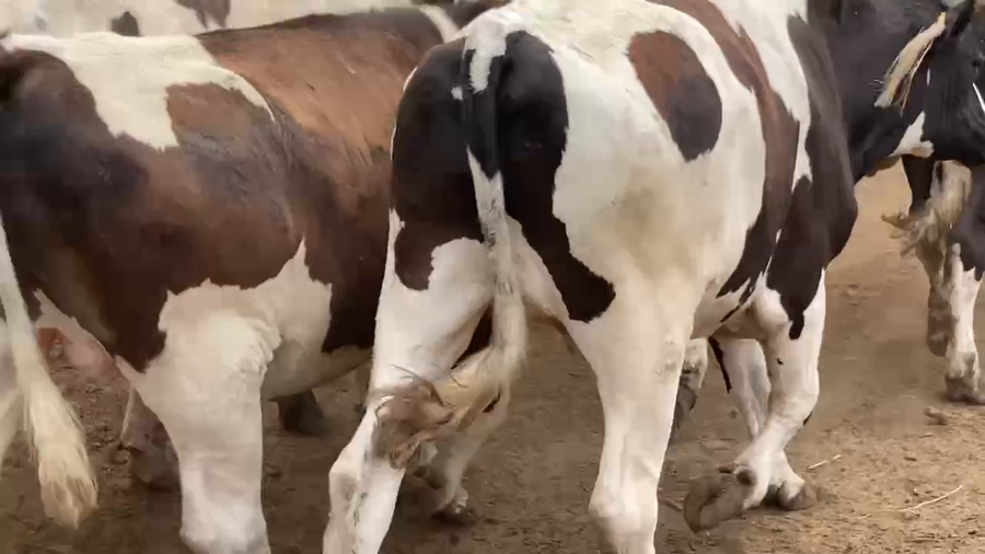 Lote 30 Novillo Gordo en Melipilla, Región Metropolitana