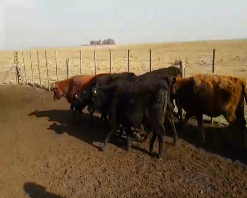 Lote 60 Terneras en Gral. Lamadrid, Buenos Aires