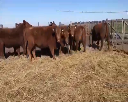 Lote 10 Vaquillonas PC preñadas en Coronel Suarez, Buenos Aires