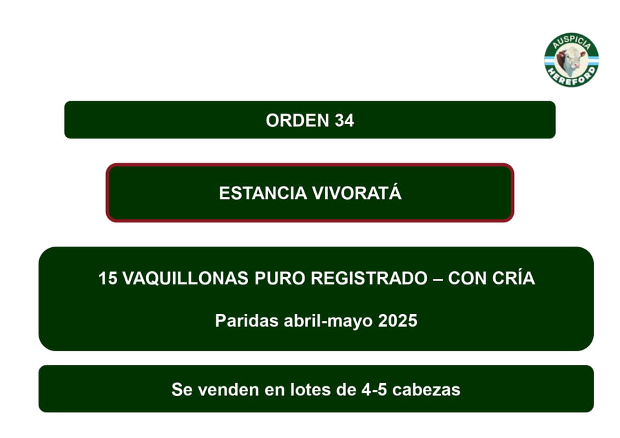 Lote VAQUILLONAS PR CON CRÍA - VIVORATÁ