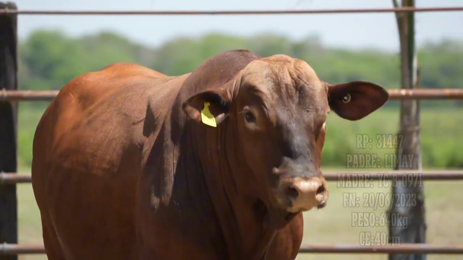 Lote Toro