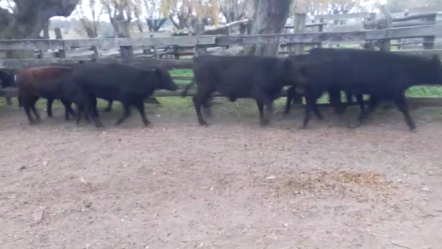 Lote (Vendido)12 Terneras AA a remate en PANTALLA GARLAND 195kg -  en COLONIA SUIZA