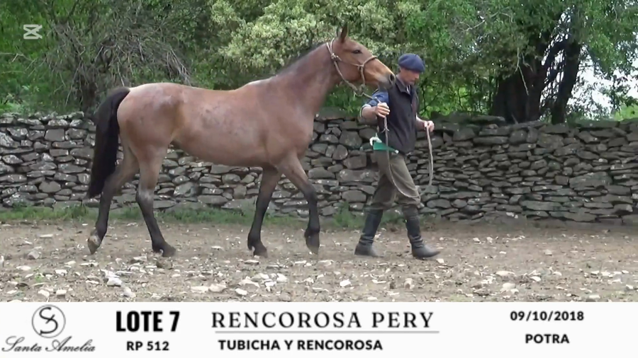 Lote RENCOROSA PERY
