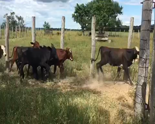 Lote 70 Terneros en Gran Guardia, Formosa