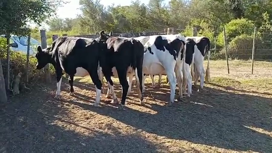 Lote 5 Vaquillonas preñadas Holando Argentino en Col. Aldao, Santa Fe