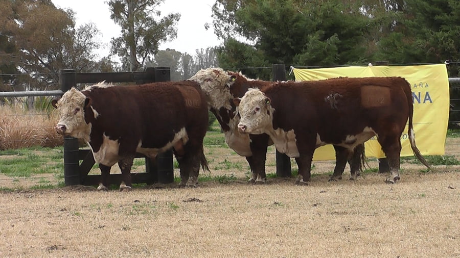 Lote TOROS P. HEREFORD PR