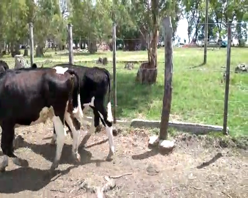 Lote Novillos