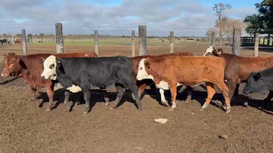 Lote 73 Terneras