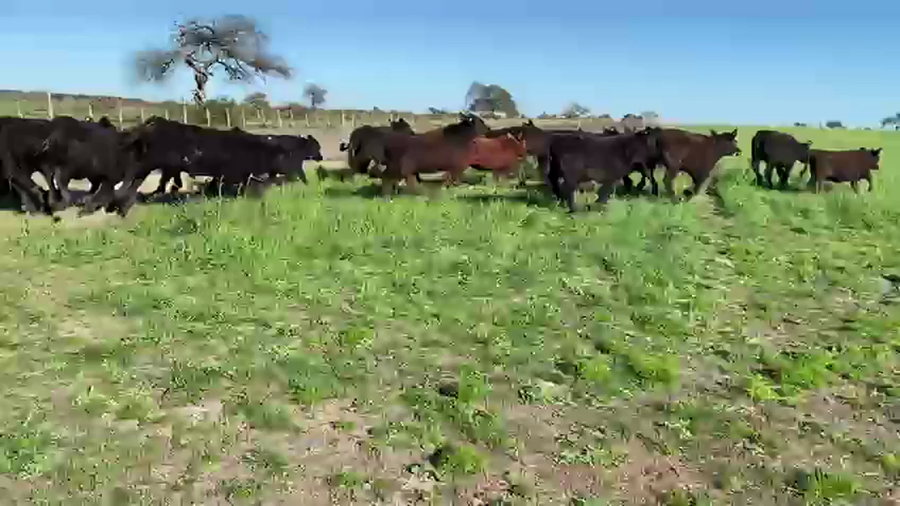 Lote 140 Terneros/as