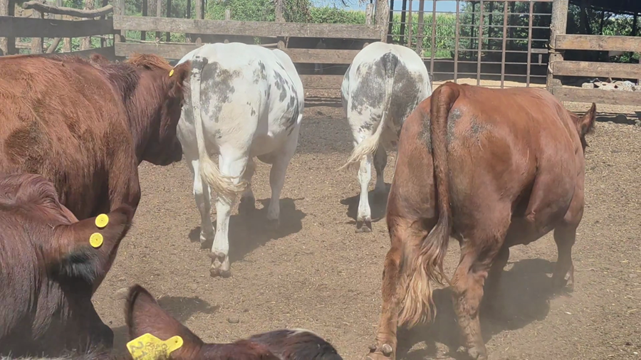 Lote 45 Novillo Gordo en Yerbas Buenas, VII  Región Maule