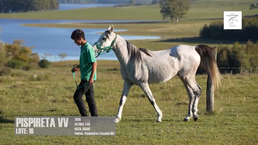 Lote PISPIRETA VV