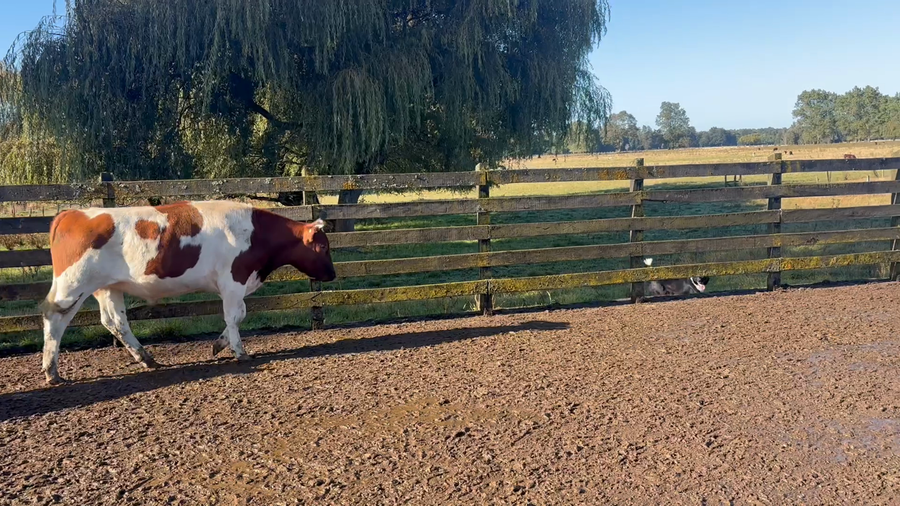 Lote 36 Novillo Gordo en Puerto Varas, X Región Los Lagos