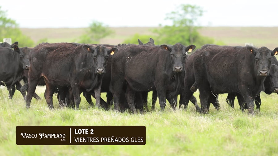 Lote VIENTRES PREÑADOS GENERALES