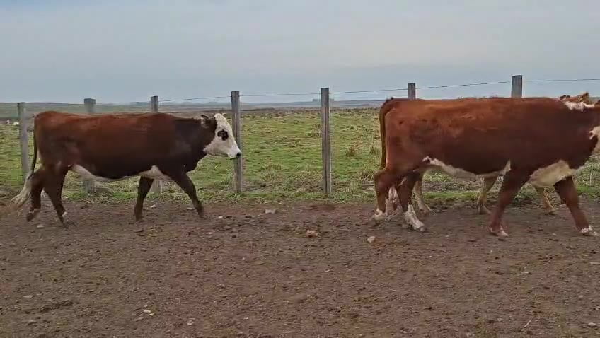 Lote VACAS PREÑADAS