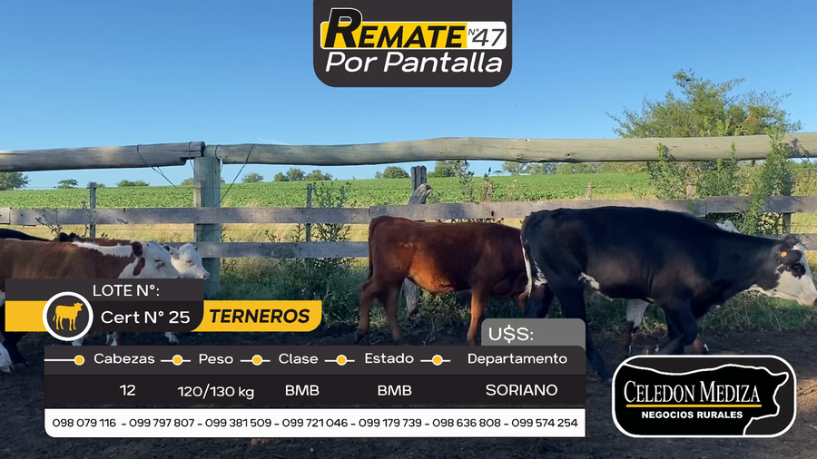 Lote 12 Terneros y Terneras en Cardona, Soriano