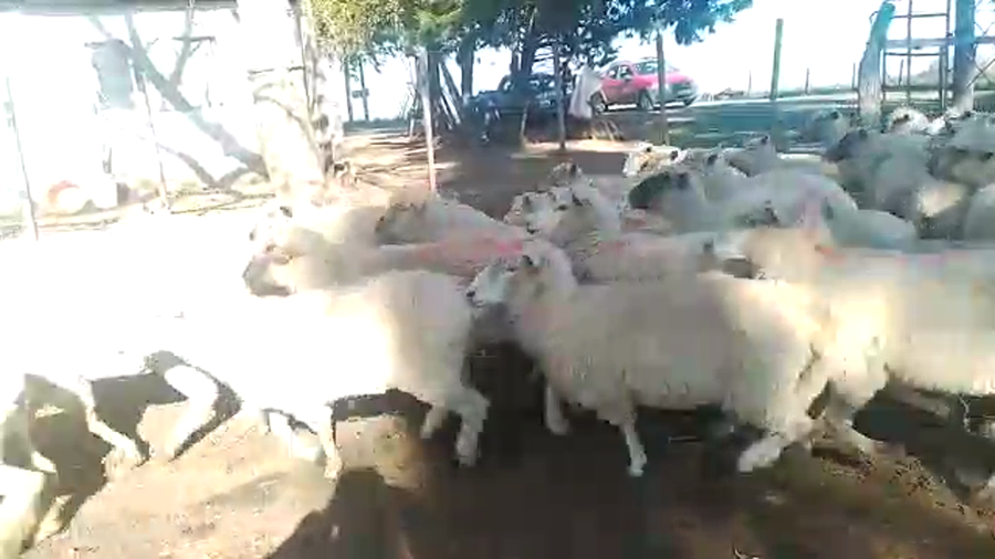 Lote 50 ovejas