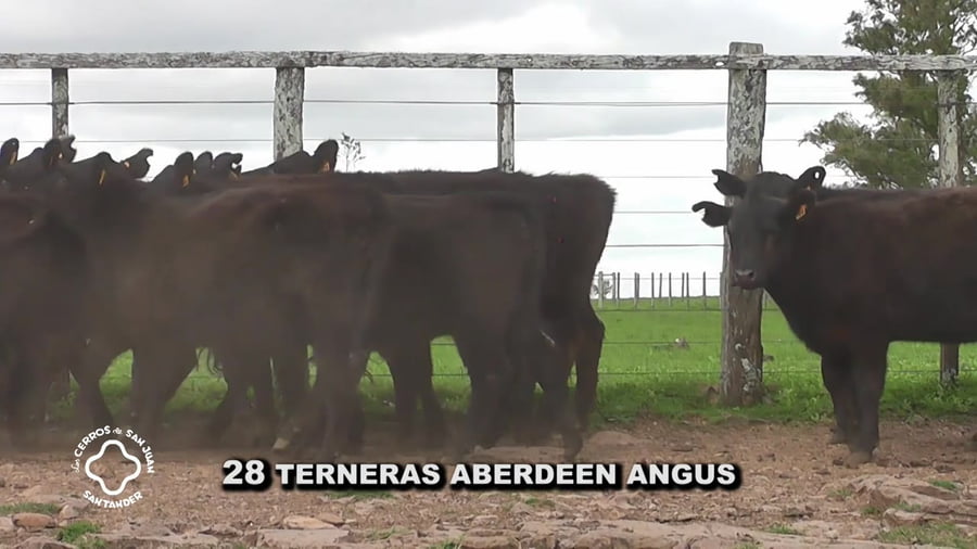 Lote Terneras