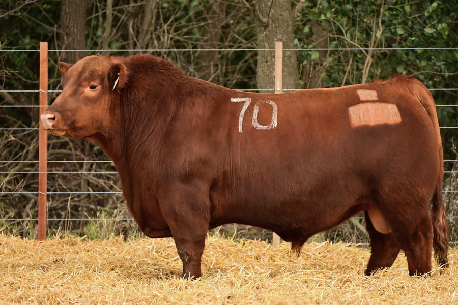 Lote TOROS ANGUS PC
