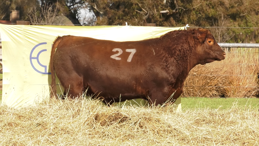 Lote TOROS ANGUS PURO CONTROLADO