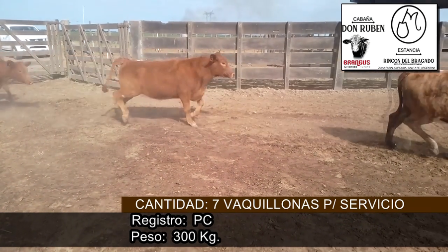 Lote VAQUILONAS PC