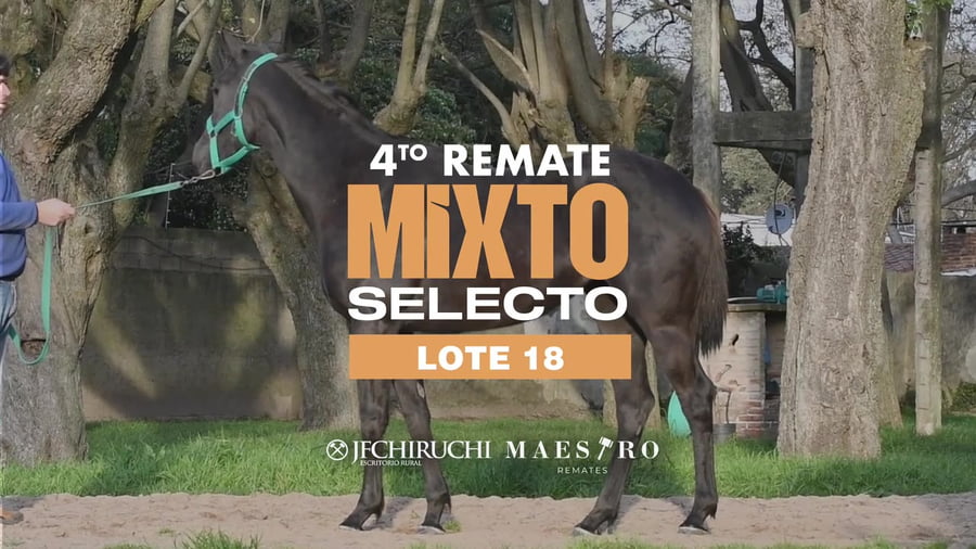 Lote BLACK STAR