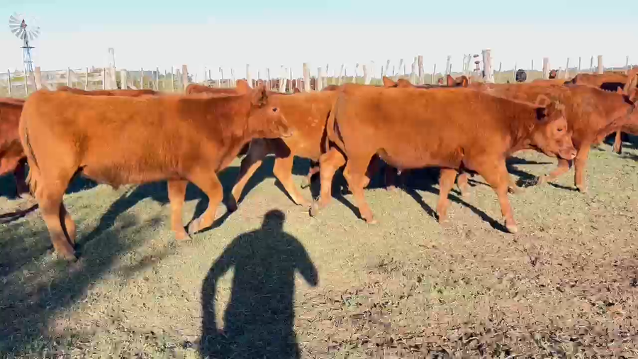 Lote 85 Terneros en Lezama, Buenos Aires