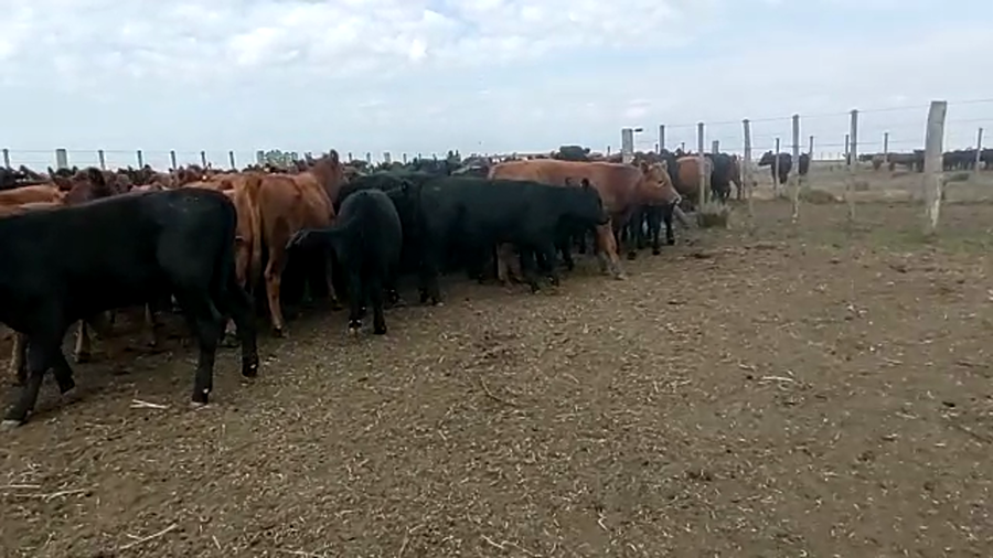 Lote 110 Terneras en Laprida, Buenos Aires