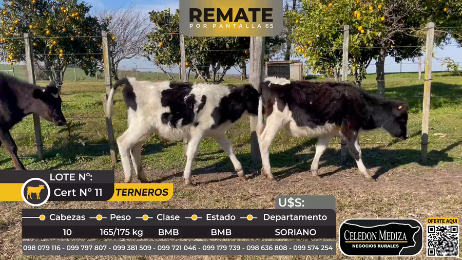 Lote 10 Terneros en Colonia