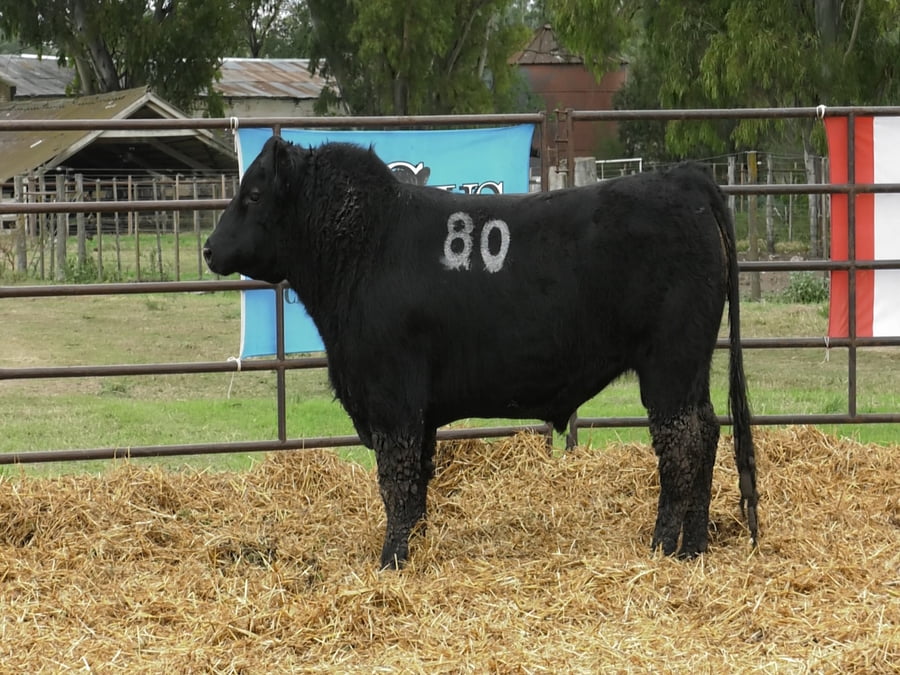Lote TOROS ANGUS NEGROS PC