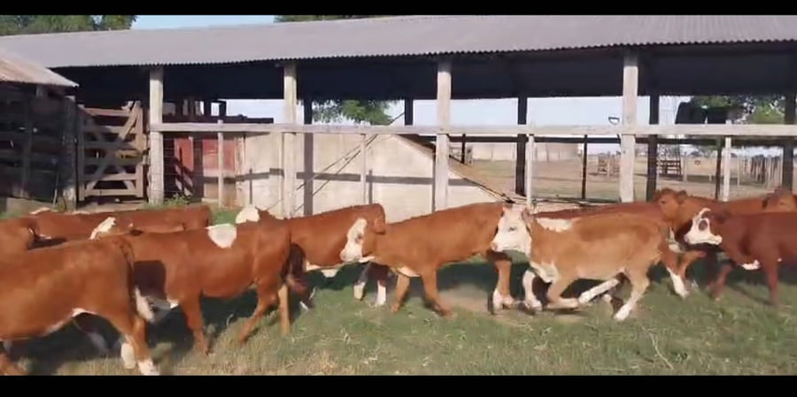 Lote 140 Terneras en Corrientes, Curuzú-Cuatiá