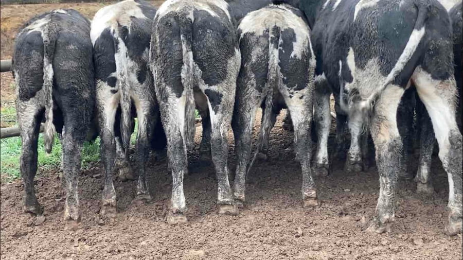 Lote 20 Novillo Gordo en Melipilla, Región Metropolitana