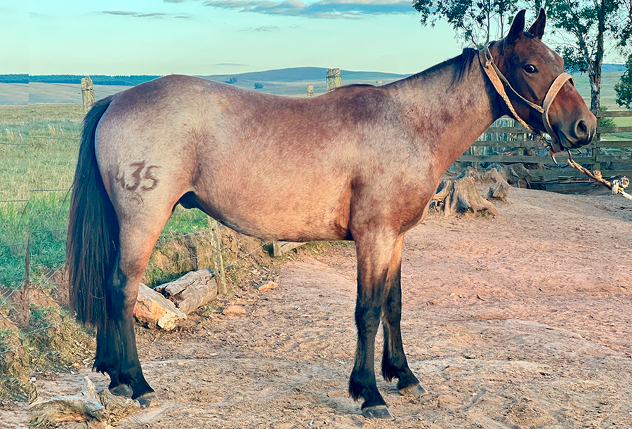 Lote ALGARROBO DEL CEIBAL